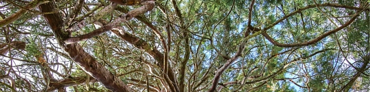 Trees In Sydney
