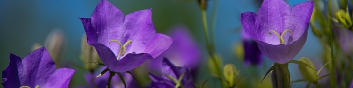 Flowers In Western Sydney